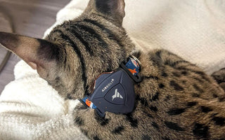 The Ultimate Guide to GPS Trackers for Pets