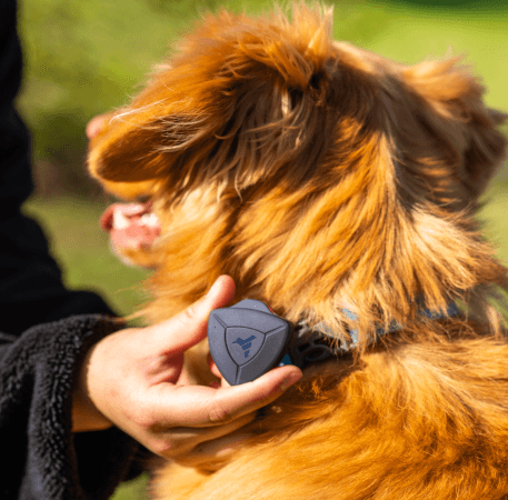 Pet First Aid with AirBolt - AirBolt