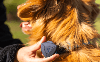Pet First Aid with AirBolt - AirBolt