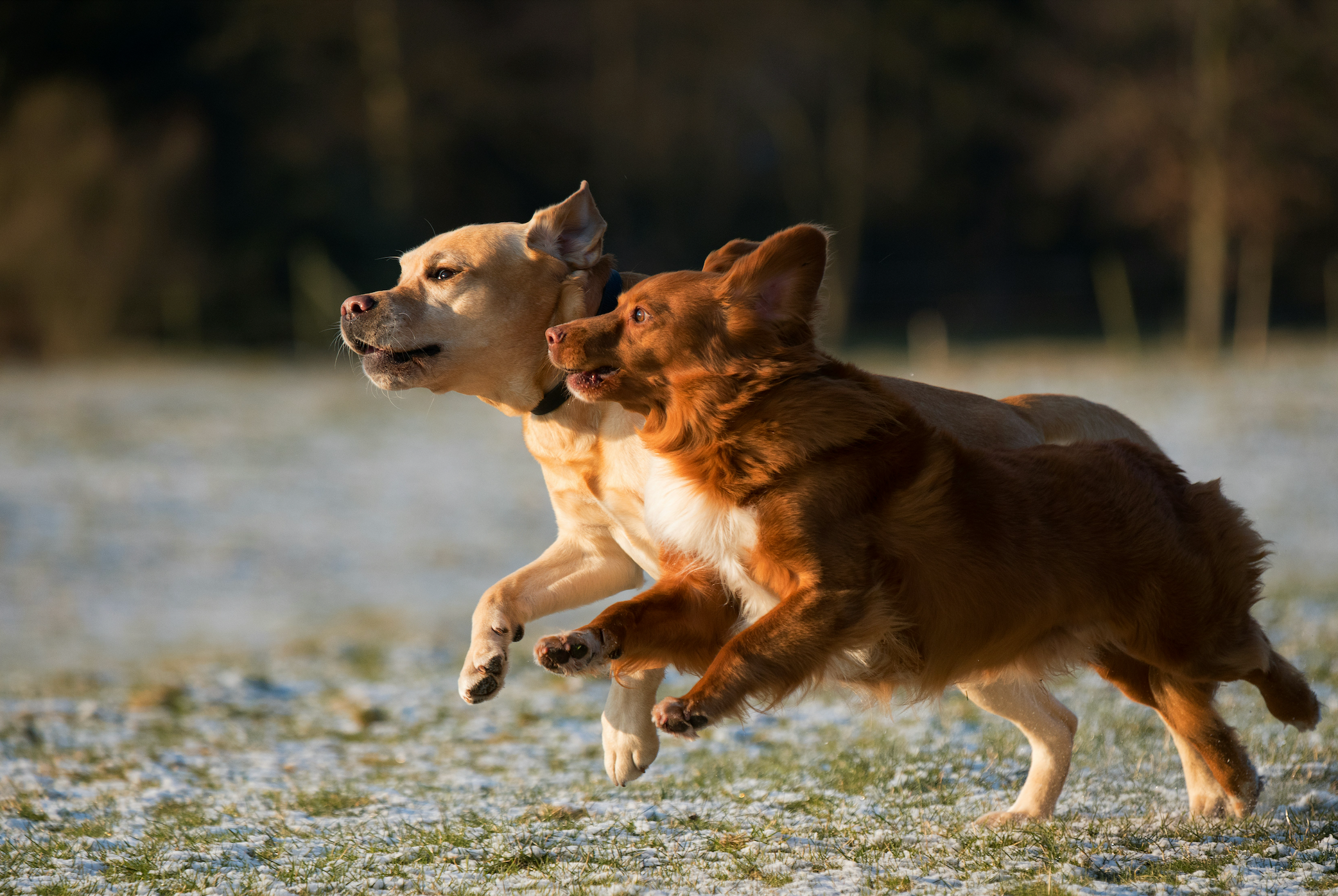 AirBolt GPS Pet Tracker