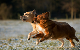 AirBolt GPS Pet Tracker