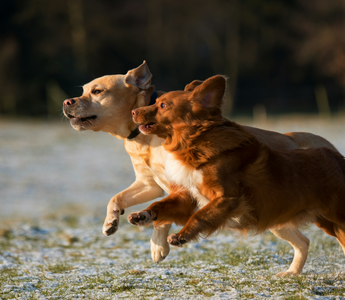 AirBolt GPS Pet Tracker