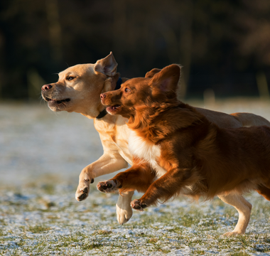 AirBolt GPS Pet Tracker