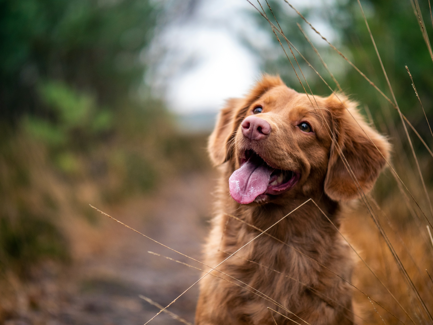 Dog Tracker AirBolt