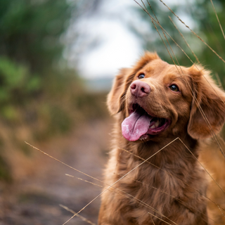 Dog Tracker AirBolt