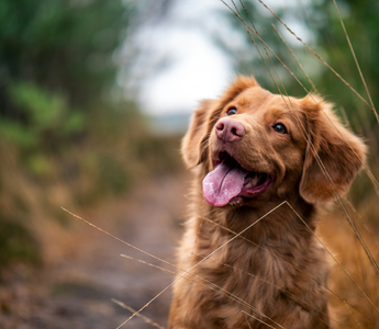 Dog Tracker AirBolt