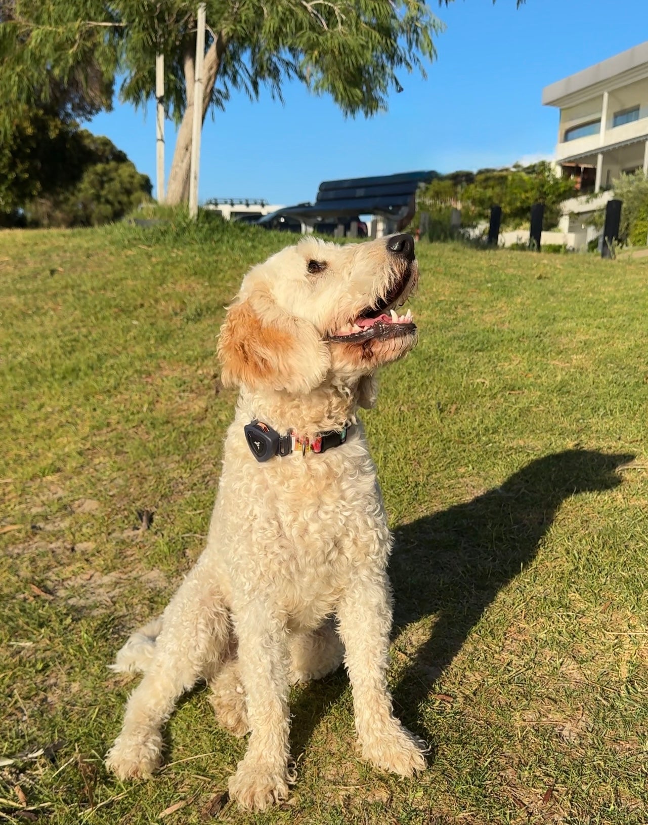 How to Dog-Proof Your Home and Prevent Escapes