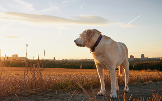 Why you need to track your pets with the AirBolt GPS