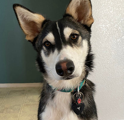 AirBolt® GPS + Pet Collar