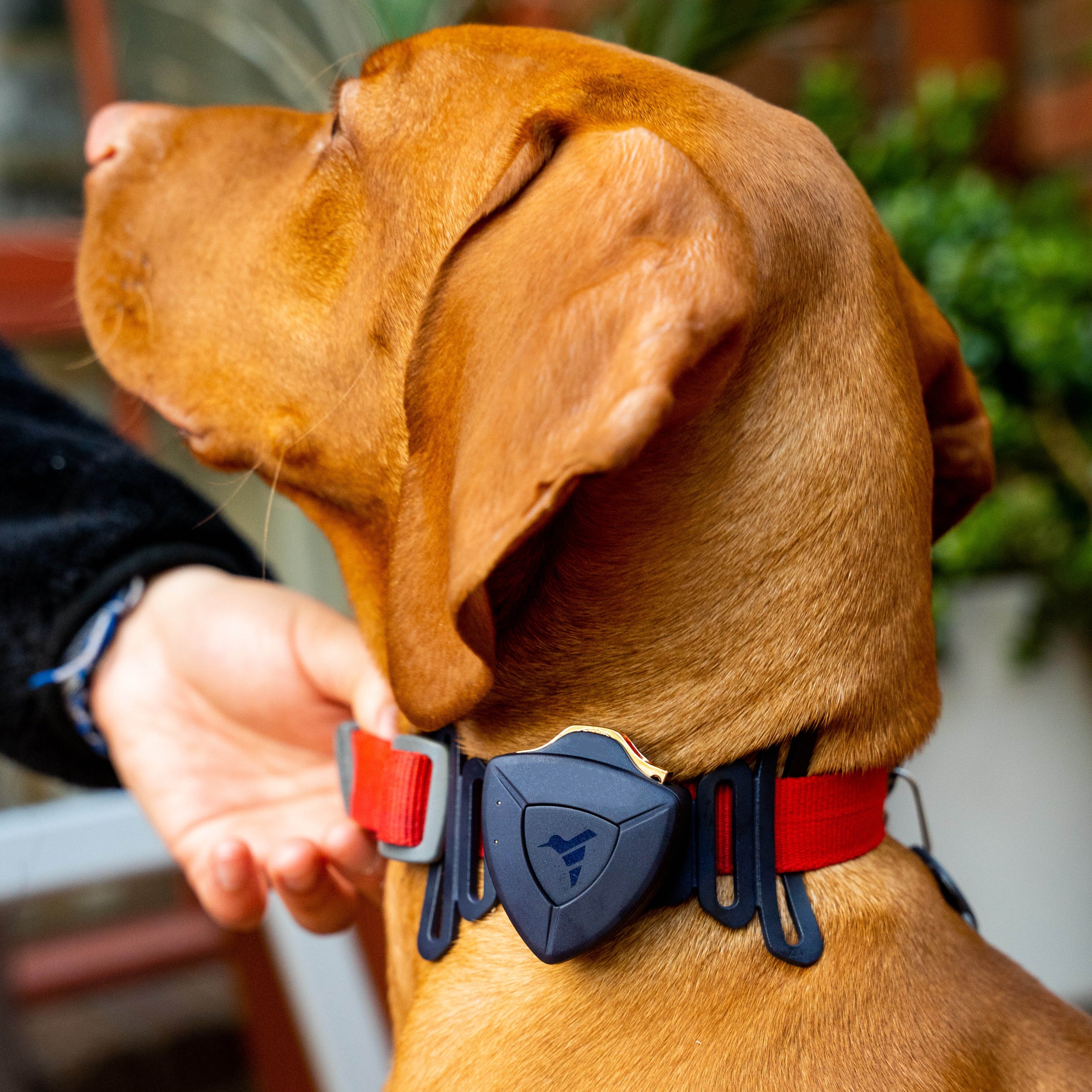 AirBolt GPS and Pet Collar Attachment Bundle