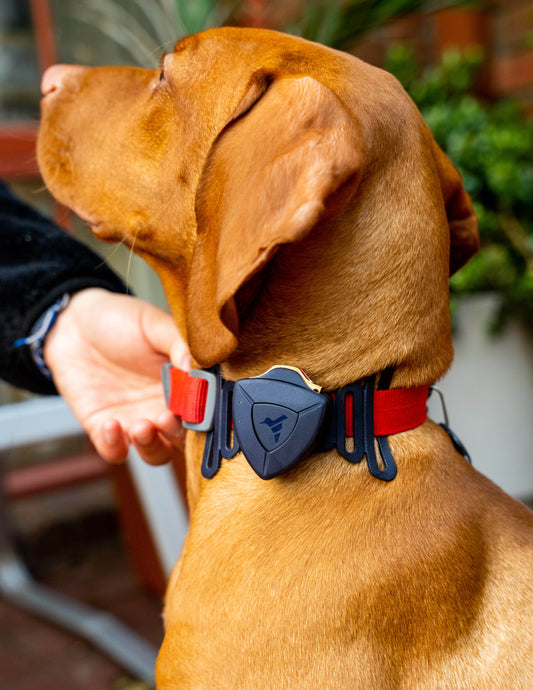 4 AirBolt GPS and 4 Pet Collar Attachment