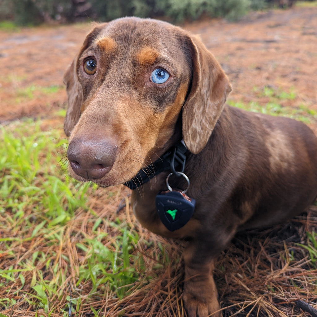 AirBolt® GPS + Pet Collar