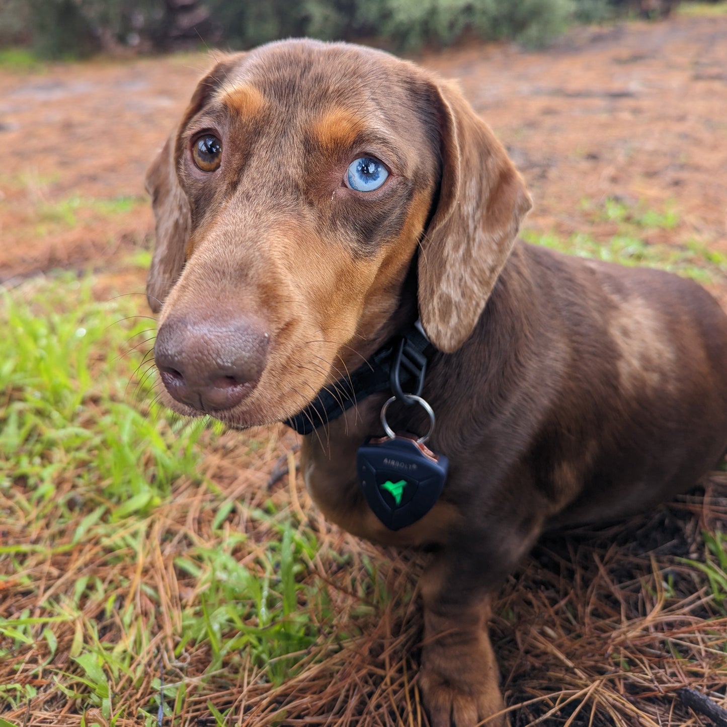 AirBolt® GPS + Pet Collar