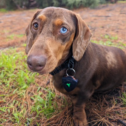 AirBolt® GPS + Pet Collar