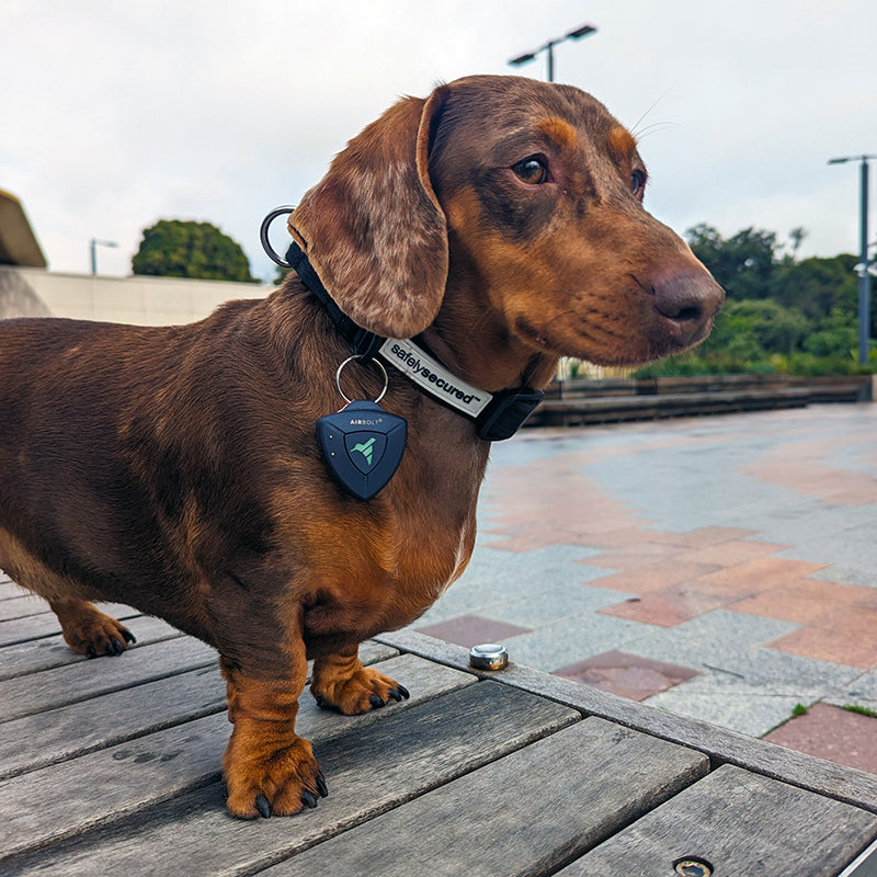 AirBolt® GPS + Pet Collar