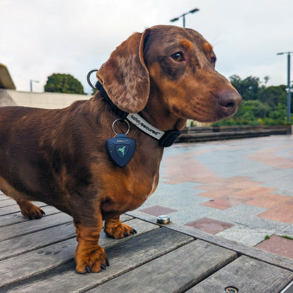 AirBolt® GPS + Pet Collar