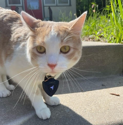 AirBolt® GPS + Pet Collar