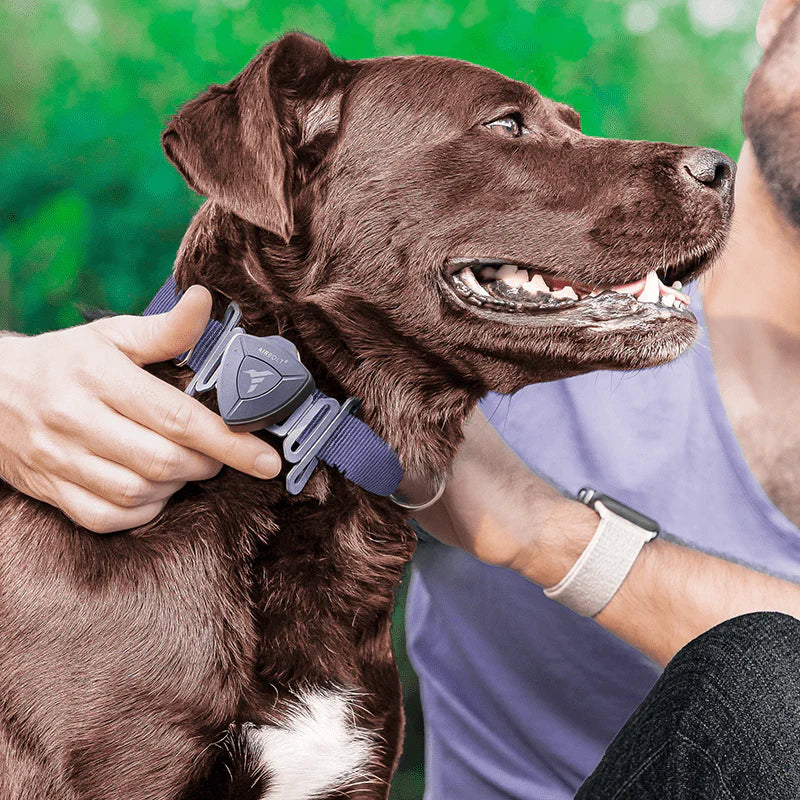 AirBolt® GPS + Pet Collar
